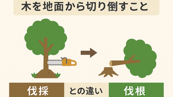 【完全解説】伐採とは？意味・必要な場面・費用・伐根との違いまで徹底解説